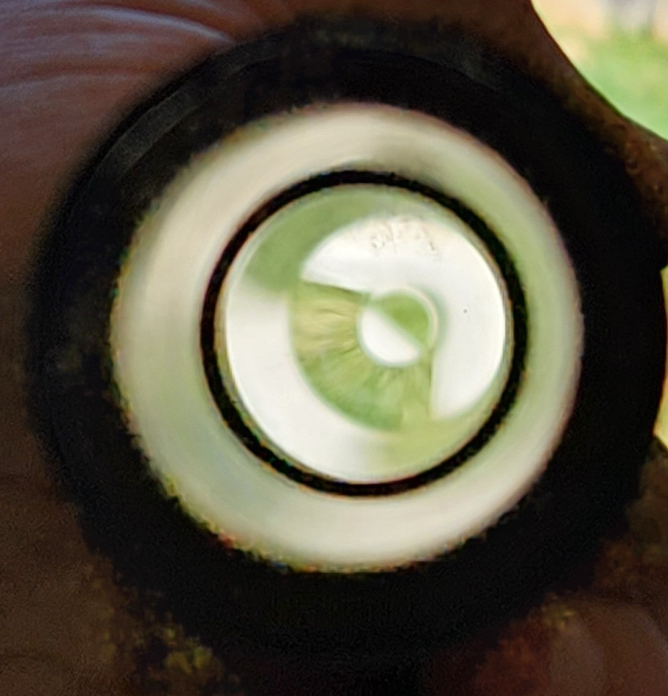 Remington Model 31 30" Barrel 12 Gauge Plain Bead Sight Fixed Full b